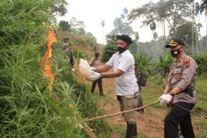 Musnahkan Ladang Ganja di Sawang,Ini Himbauan Kapolres