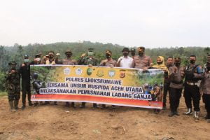 Polres Lhokseumawe Bersama Tim Gabungan Musnahkan 15 Ribu Batang Tanaman Ganja di Sawang