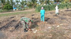 Demi Tercapainya Swasembada Pangan, Babinsa Bantu Warga Tanam Jagung
