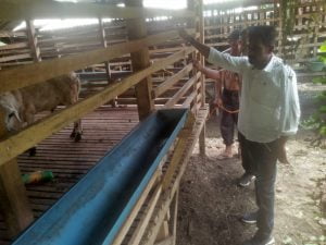 Aggota Komisi-III DPRA Tinjau Sentral Peternakan Kambing Aceh Utara
