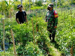 Tetap Patuhi Prokes, Pjs Danramil Bersama Babinsa Koramil 03/Lhok’nga Gelar Penyuluhuhan Pertanian