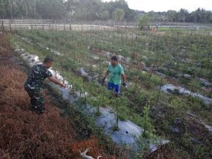 Babinsa Koramil 23/ Kuta Malaka Kodim 0101/Aceh Besar Bantu Petani Cabai Bercocok Tanam