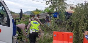 Hujan Deras Disertai Angin Kencang Tumbangkan Pohon di Geuceu Meunara, Dirlantas Imbau Masyarakat Waspada