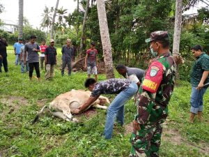 Babinsa Koramil 23/Kuta Malaka Pemantauan dan Monitoring Hewan Qurban di Desa binaan