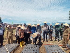 Sukseskan Swasembada Pangan, Dandim 0102/Pidie Dampingi Kapolda Aceh Tanam Bawang