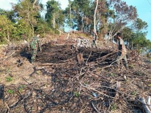 Kebakaran Lahan Di Trienggadeng Pijay, Diduga Sengaja Dibakar