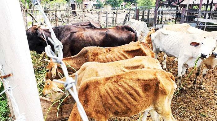 inilah ternak sapi yang berada di uptd inseminasi buatan inkubator ibi
