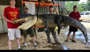 Pemburu Belah Perut Buaya, Temukan Benda Antik Berusia 5.000 Tahun