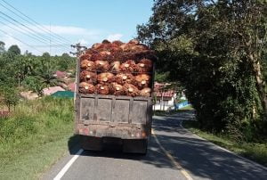 Mobil Sawit Melebihi Muatan Menjadi Soratan Masyarakat, Warga Minta Ditertibkan