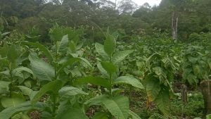 Tembakau Jenis Varietas Lokal dan White Bruri Menjanjikan Bagi Petani Agara