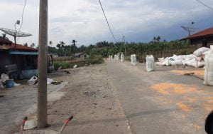 Terpaksa Jemur Jagung di Atas Jalan Raya, Petani Minta Dinas Pangan Bangun Lantai Jemur