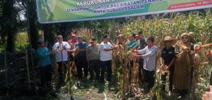 Walikota Subulussalam Panen Perdana Jagung Kerukunan