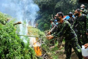 Lima Hektar Ladang Ganja Di Musnahkan Pihak BNN