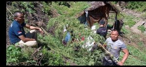 Polisi Temukan Lahan Ganja 1 Hektar Di Terangun