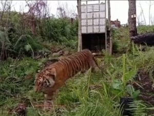 Pj Bupati Gayo Lues Bersama Tim BKSDA Lepas liarkan Seekor Harimau Ke Taman Nasional