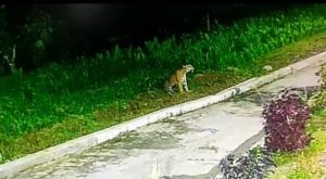 Terekam Camera CCTV, Harimau Sumatera Berkeliaran di Lawe Sikap