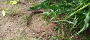 Kawanan Gajah Rusak Kebun Jagung Milik Warga