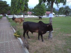 Aceh Besar Akan Sembelih 1.762 Hewan Qurban