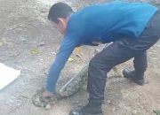 Respons Cepat BPBD Aceh Besar Evakuasi Ular Piton di Lhoong