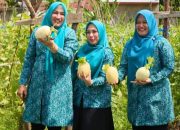 Tiga Srikandi Aceh Panen Melon dan Cicip Tempe Koro, Dukung Ekonomi Lokal