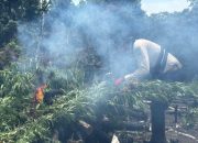 Kapolda Aceh Pimpin Langsung Pemusnahan Ladang Ganja di Lampanah