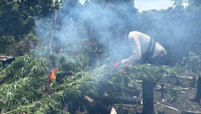 Kapolda Aceh Pimpin Langsung Pemusnahan Ladang Ganja di Lampanah