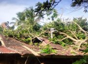 Rumah Warga di Lembah Seulawah Rusak Berat Tertimpa Pohon Tumbang, BPBD Aceh Besar Bergerak Cepat