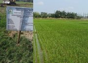 Kolaborasi Satgas PRR, TNI, dan Petani Aceh Hijaukan Kembali Sawah-Sawah.
