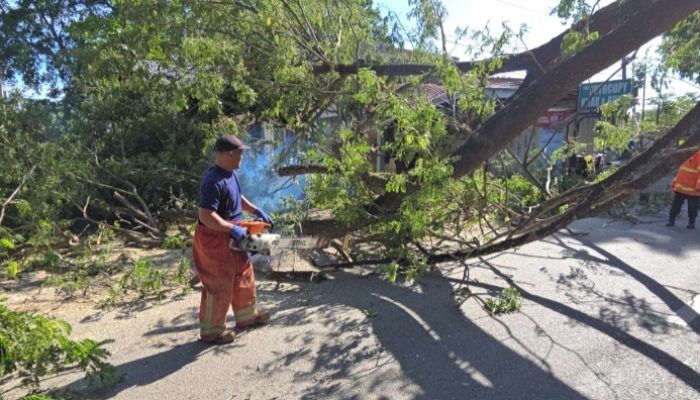 Pohon Ansana Tumbang Tutup Jalur Bandara SIM, Akses Sempat Terganggu