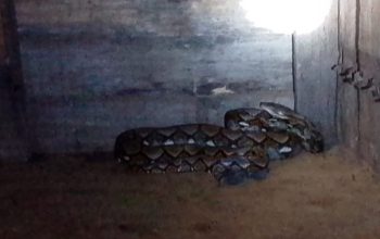 Piton 3 Meter yang Telan Tiga Bebek Berhasil Dievakuasi Damkar BPBD Aceh Besar di Lhoong