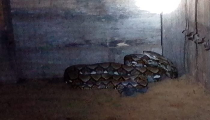 Piton 3 Meter yang Telan Tiga Bebek Berhasil Dievakuasi Damkar BPBD Aceh Besar di Lhoong