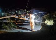 Angin Kencang Robohkan Pohon di Krueng Barona Jaya, Akses Jalan Sempat Lumpuh