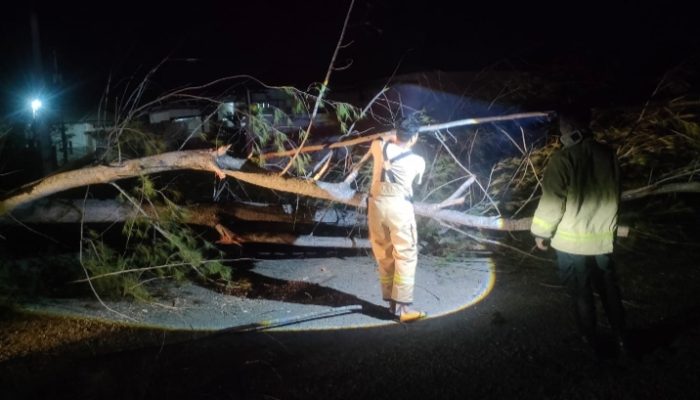 Angin Kencang Robohkan Pohon di Krueng Barona Jaya, Akses Jalan Sempat Lumpuh