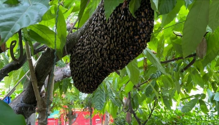 Damkar BPBD Aceh Besar Evakuasi Sarang Lebah yang Meresahkan Warga di Montasik