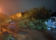 Pohon Trembesi Tumbang di Punge Blang Cut, Warga Desak Pemko Banda Aceh Benahi Jalur Wisata PLTD Apung