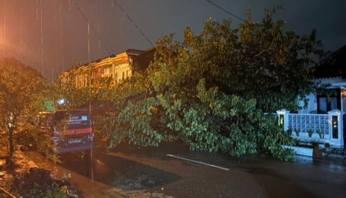Pohon Trembesi Tumbang di Punge Blang Cut, Warga Desak Pemko Banda Aceh Benahi Jalur Wisata PLTD Apung